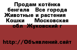 Продам котёнка бенгала - Все города Животные и растения » Кошки   . Московская обл.,Жуковский г.
